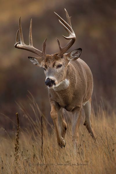 A whitetail buck runs in mid-November, the peak of the rut for white-tailed deer in northeastern Washington. (Jaime Johnson)