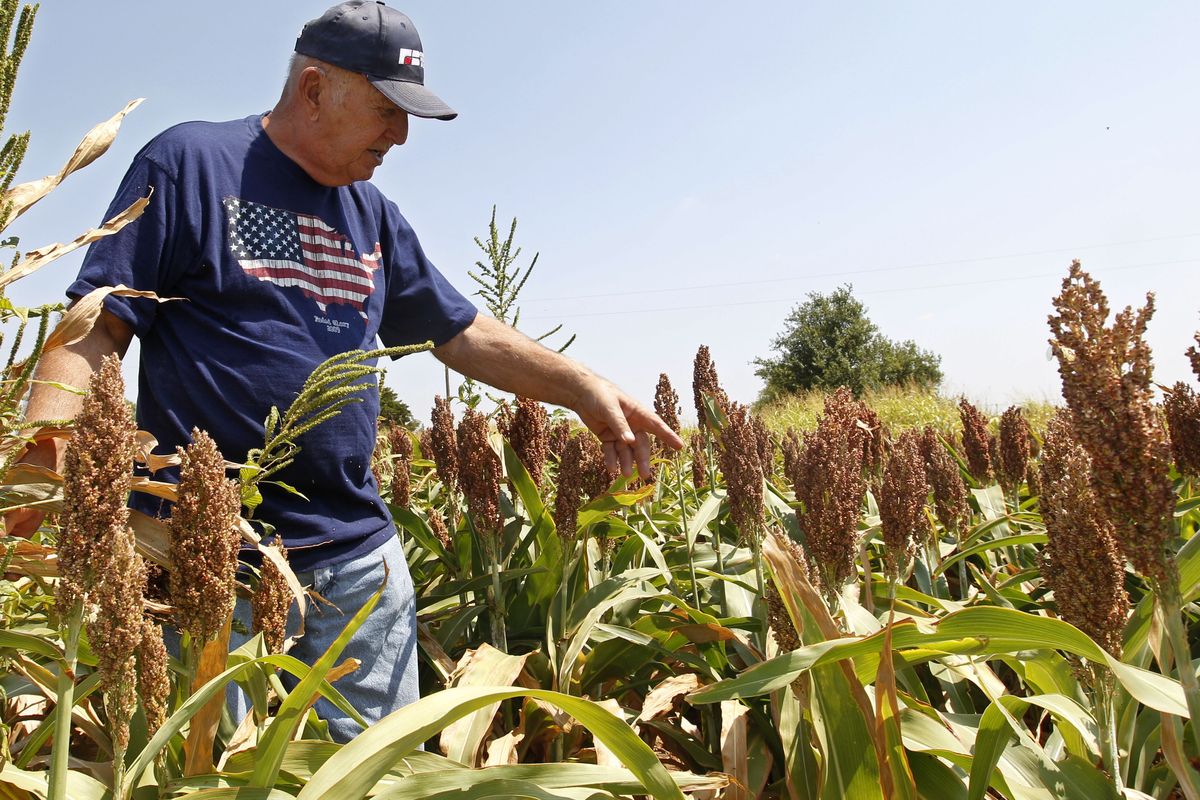 Gary Johnson walks through a field of grain sorghum on his farm in Waukomis, Okla., on Wednesday. The government is on the verge of approving sorghum, a grain mainly used as livestock feed, to make a cleaner version of ethanol. (Associated Press)