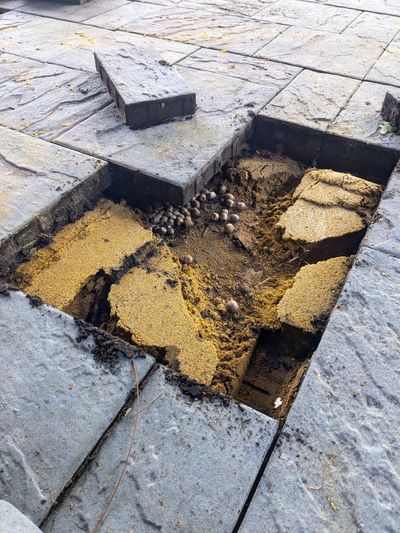 This chipmunk cafeteria is now closed for business. The critters rolled 30 to 50 acorns through a labyrinth of tunnels underneath this patio to stock the cafeteria pantry.  (Tribune Content Agency)