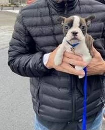 The Spokane Police Department said it recovered this 8-week-old puppy from two juvenile robbery suspects.  (Spokane Police Department)