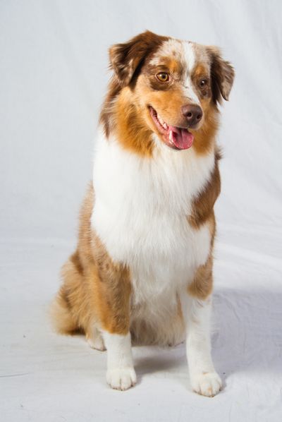 This 2012 photo provided by the American Kennel Club shows a miniature American shepherd in Orlando, Fla. (Associated Press)