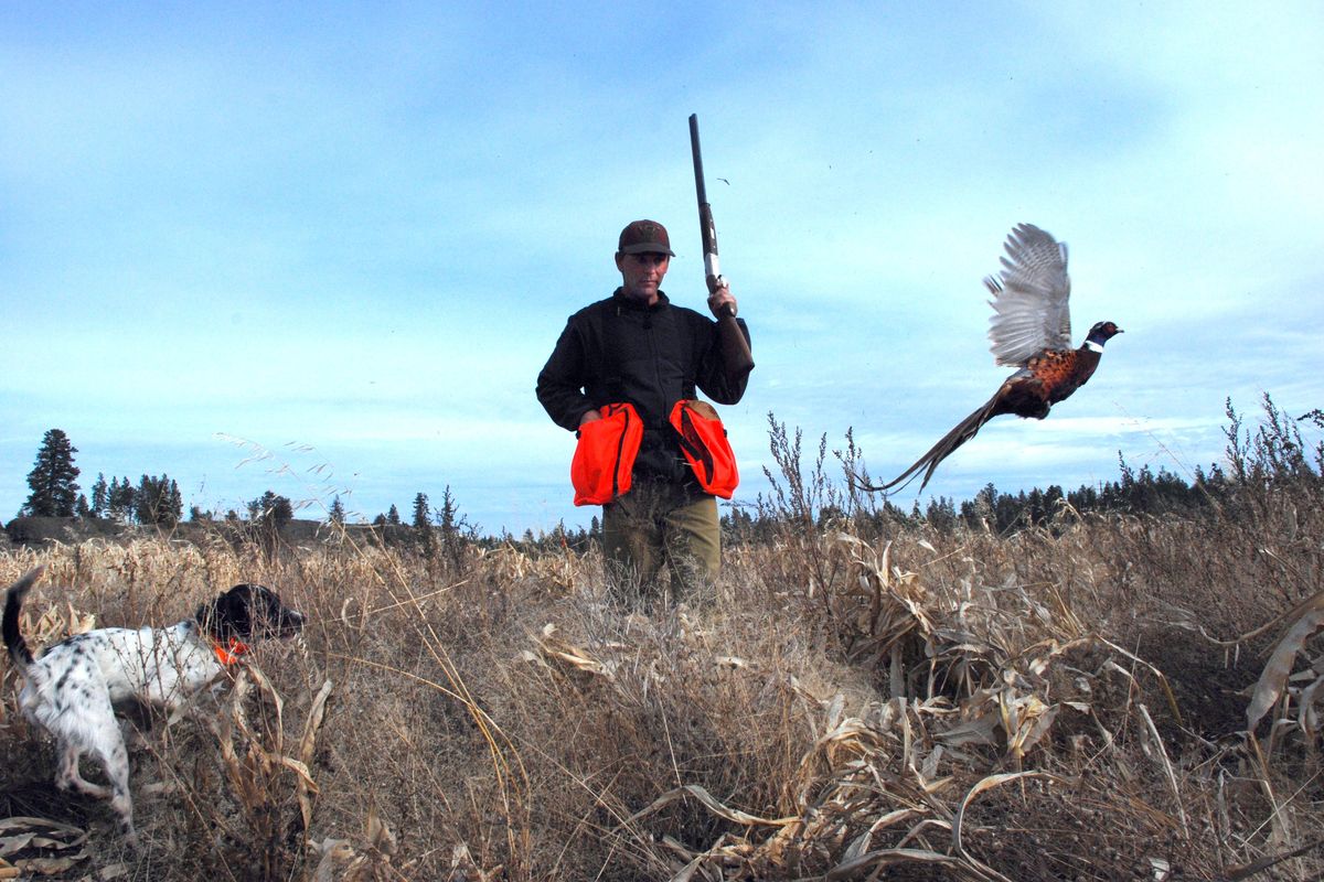 Dog trainer Dan Hoke makes sure his student holds point as a pheasant flushes. (Rich Landers / The Spokesman-Review)
