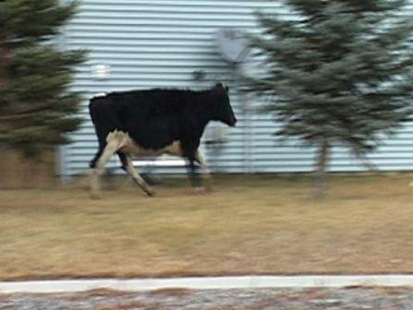 cow escapee