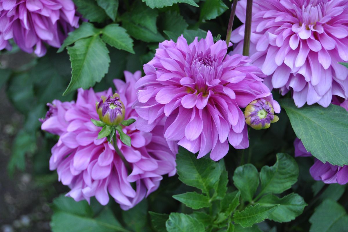 Spokane Valley resident Dan Loibl says his favorite dahlia is the Bluetiful. The stunning bluish purple flower on a medium tall plant blooms in Loibl’s garden. (Pat Munts / The Spokesman-Review)