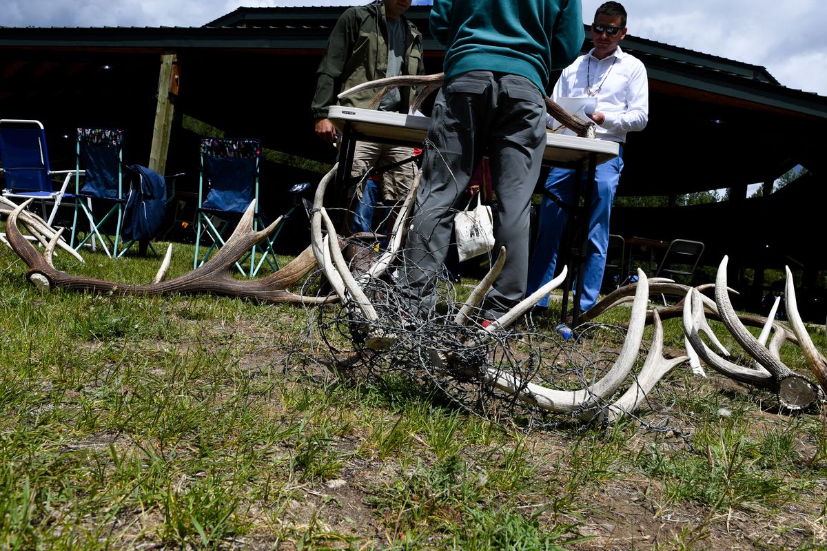 Shed antlers are judged by Neil Johnson, left, Corey Peone, center, and Jarred Erickson, right, a Tribal Councilman in the Nespelum district, during celebration of tribal member Rick Desautel
