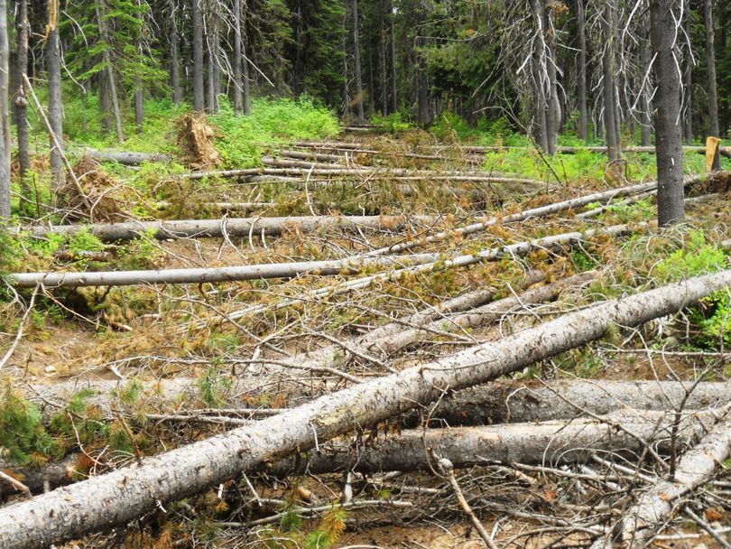 The 500 Road on the Clearwater National Forest is blocked by trees between Castle Butte and Liz Butte in the first week of August 2011. (U.S. Forest Service)