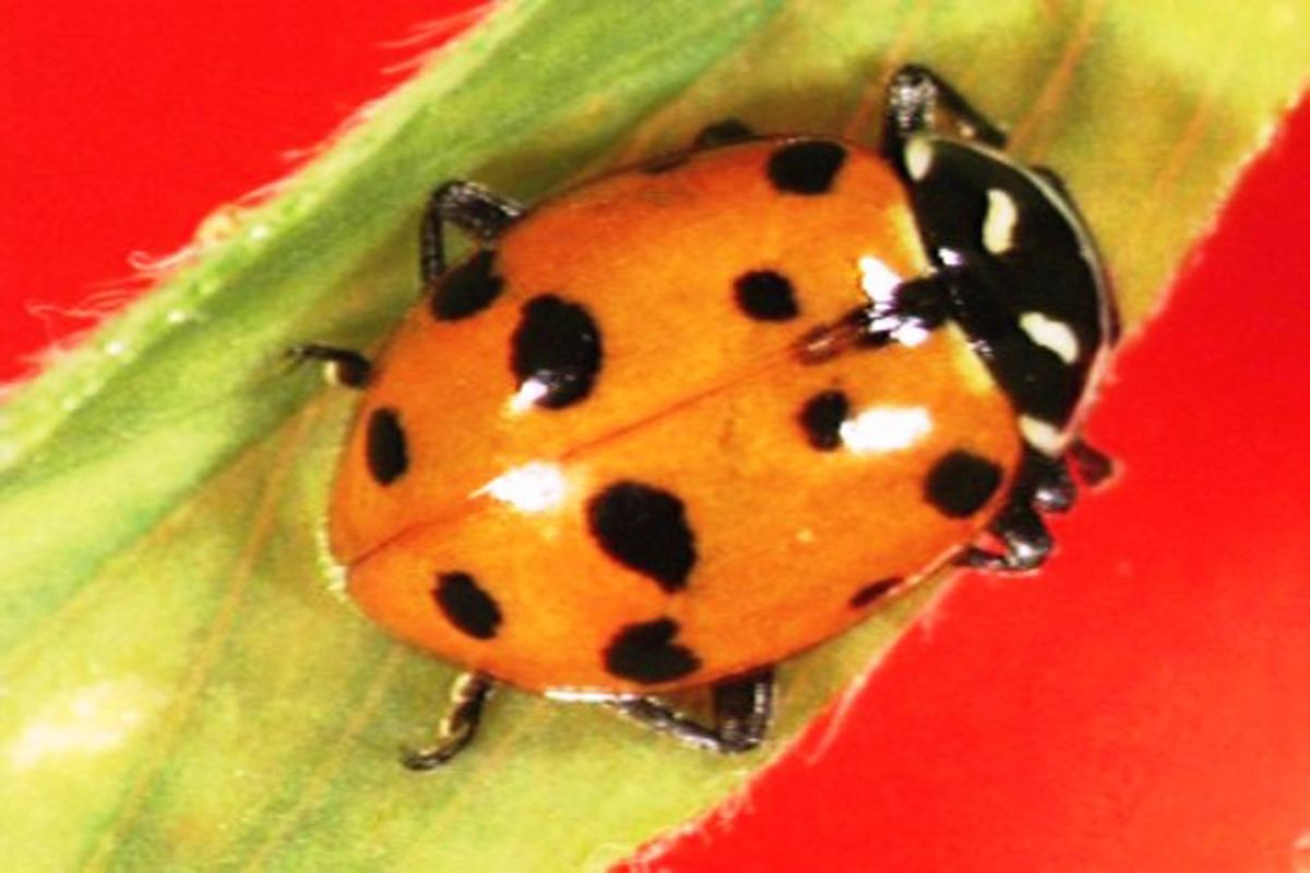 The convergent ladybird beetle is a native carnivore that helps farmers by feasting on crop-eating insects during spring and summer. (Photo courtesy of Dave Bragg)