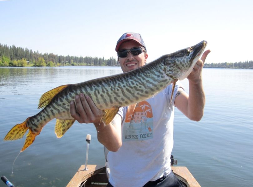 Derek catches unofficial state record Tiger Musky (52 inches) and