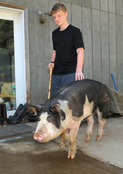 Jorian Bruslind, 14, shows Snickers, a 6-month-old berkshire gilt pig, in Lacomb, Ore., on Aug. 9. Snickers survived jumping out of a trailer while it was going down a highway on July 22. (Associated Press)