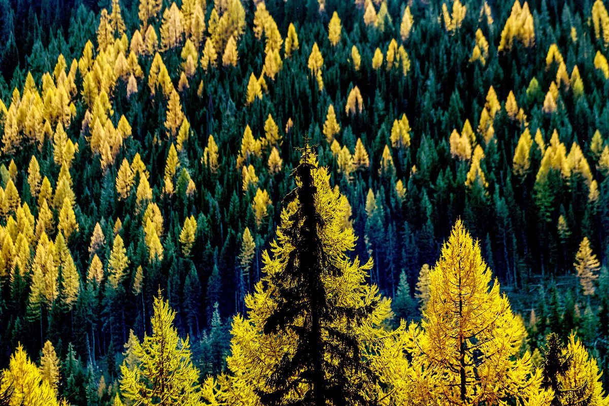 The fall colors of Larch and Tamarack trees are on full display along the Bitteroot Divide at the Idaho/Montana border on Sunday, Oct. 17, 2021.  (Kathy Plonka/The Spokesman-Review)