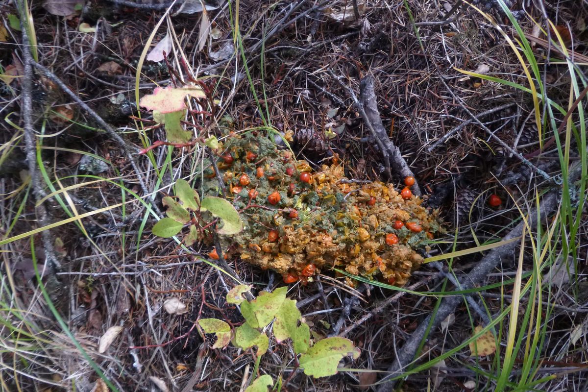 Mountain ash lights up fall mountains, nourishes bears for ...
