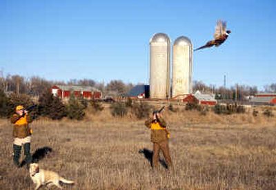 
Pheasant hunting in South Dakota has become a ritual this time of year, as hunters flock to the area that many refer to as an upland bird hunter's paradise. 
 (Photo courtesy of South Dakota Tourism / The Spokesman-Review)