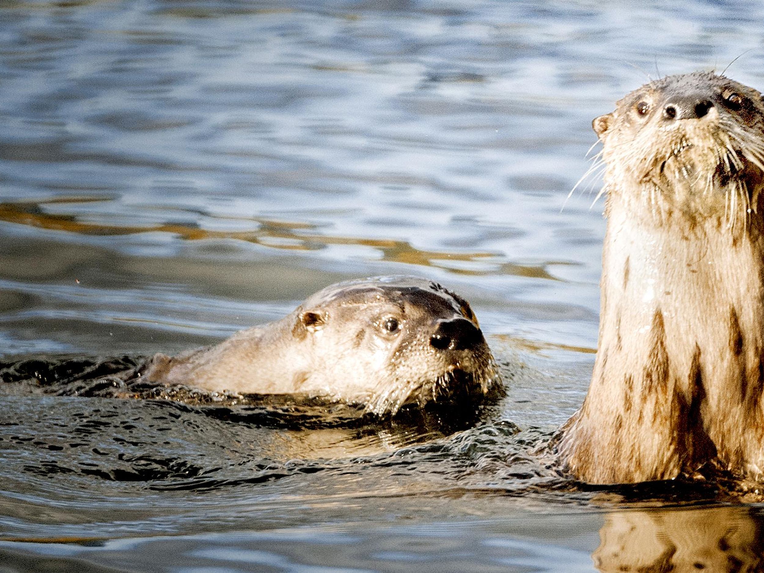 Otters moving into North Idaho in increasing numbers - and not the  gubernatorial kind