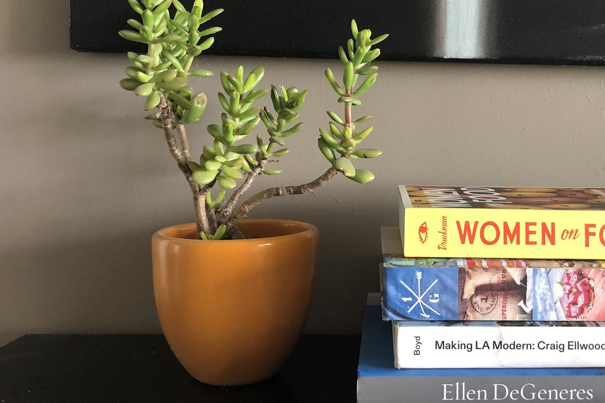 This jade plant needs little water, can withstand full sun to part shade and may grow to 4 feet tall and produces tiny pink or white star-shaped flowers.  (Los Angeles Times)