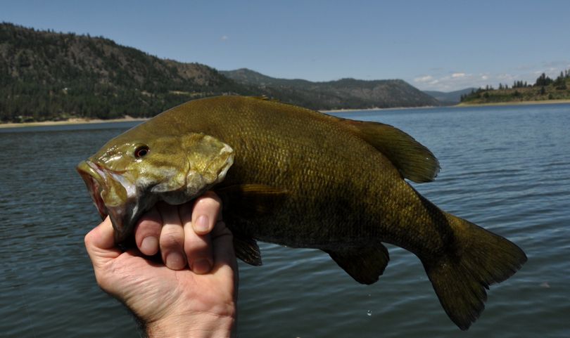 Smallmouth bass caught on Spokane Arm of Lake Roosevelt (Rich Landers)