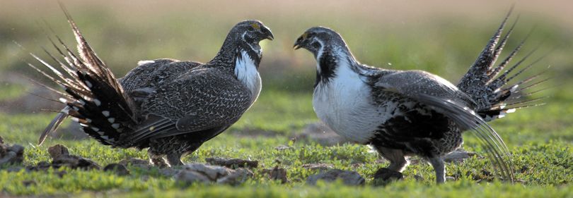 Sage grouse roosters fight for hens near a lek south of Rockland, Idaho. (Associated Press)