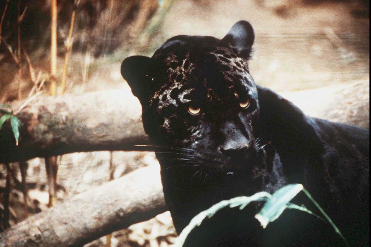 FILE - In this undated file photo a jaguar is shown. Environmental groups and scientists with two universities are suggesting that U.S. wildlife managers consider reintroducing jaguars to the American Southwest. In a recently published paper, they say habitat destruction, highways and existing segments of the border wall mean that natural reestablishment of the large cats north of the U.S.-Mexico boundary would be unlikely over the next century without human intervention.  (Anonymous)