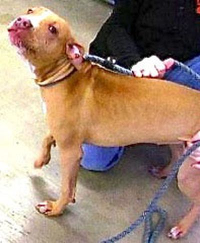 <!-- Feature creature -->