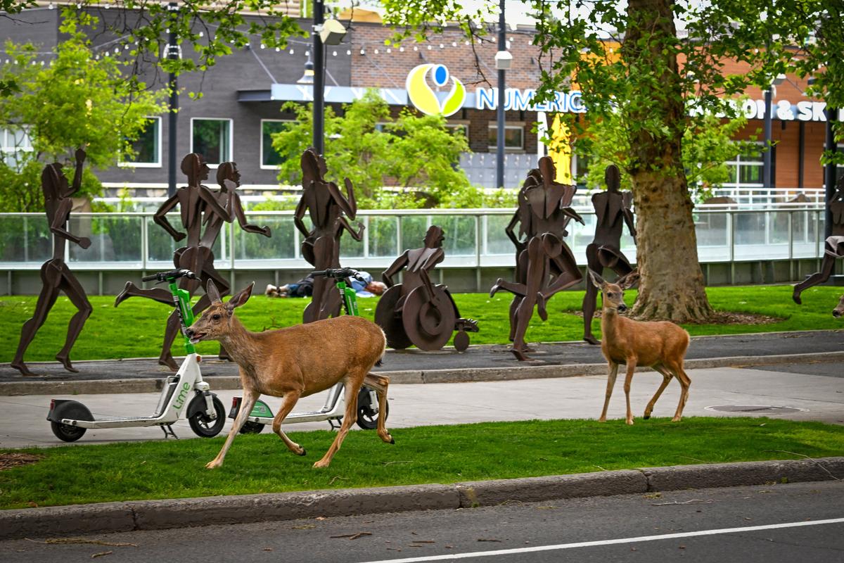 A trio of mule deer look for an escape route away from the Riverfront Park area as they walk along Spokane Falls Boulevard Thursday (Jesse Tinsley/THE SPOKESMAN-REVIEW)