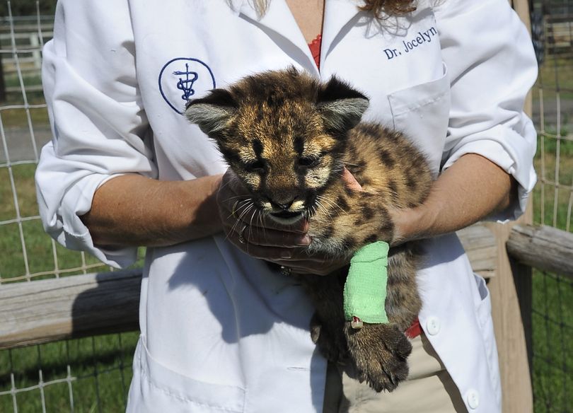 Dr. Jocelyn Woodd removes holds a 3-week-old cougar kitten at the Mt. Spokane Veterinary Hospital. (Colin Mulvany)