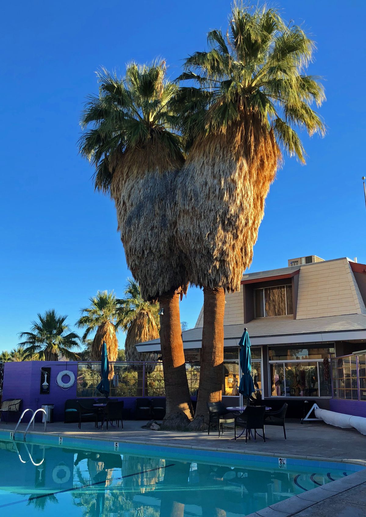 The pool at 29 Palms Inn near Joshua Tree National Park in California.
 (John Nelson)