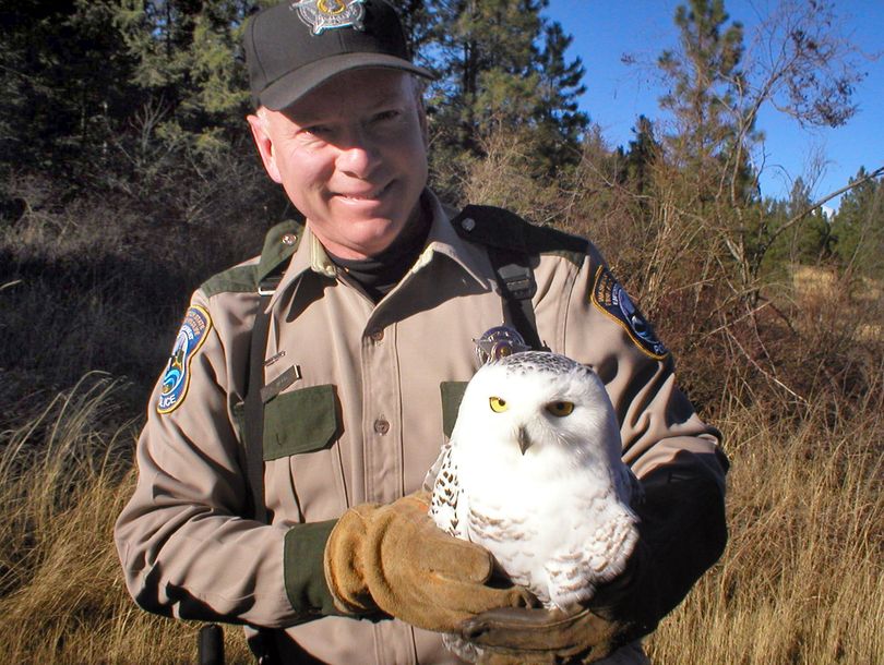 Officer Curt Wood holds an injured snowy owl.