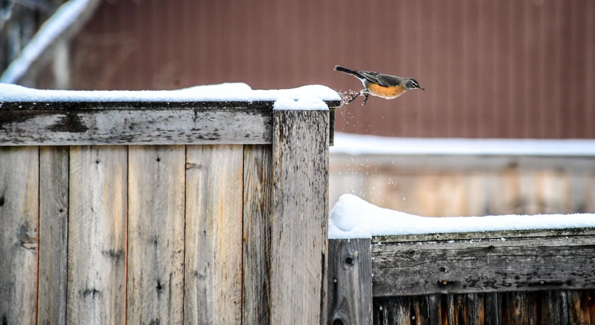 A robin launches from a fence in search of food, Friday, Feb. 15, 2019, in Spokane, Wash. (Dan Pelle / The Spokesman-Review)