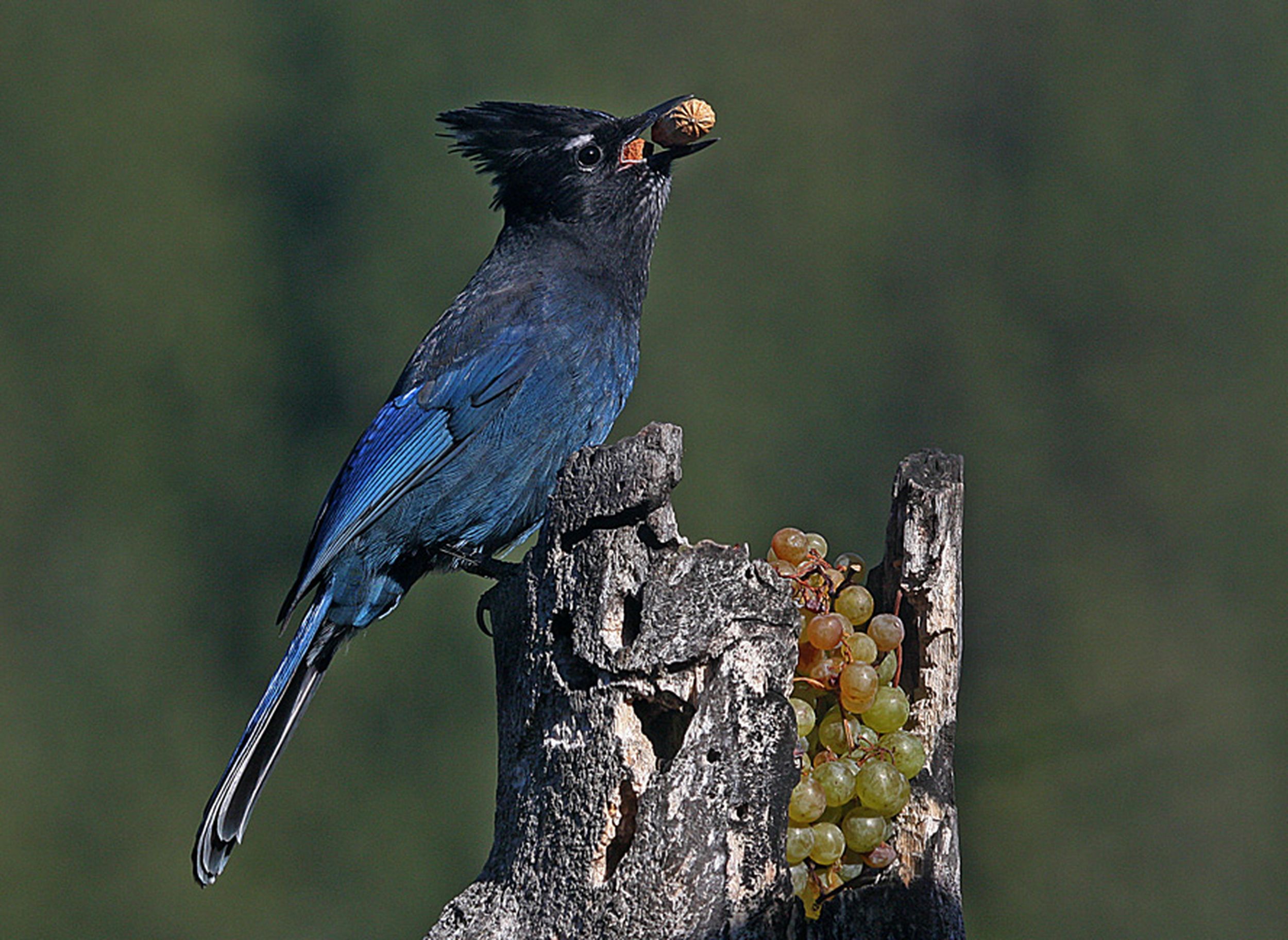 Christmas Bird Count 2022 Spokane Birds By The Numbers: Audubon Christmas Bird Count | The Spokesman-Review