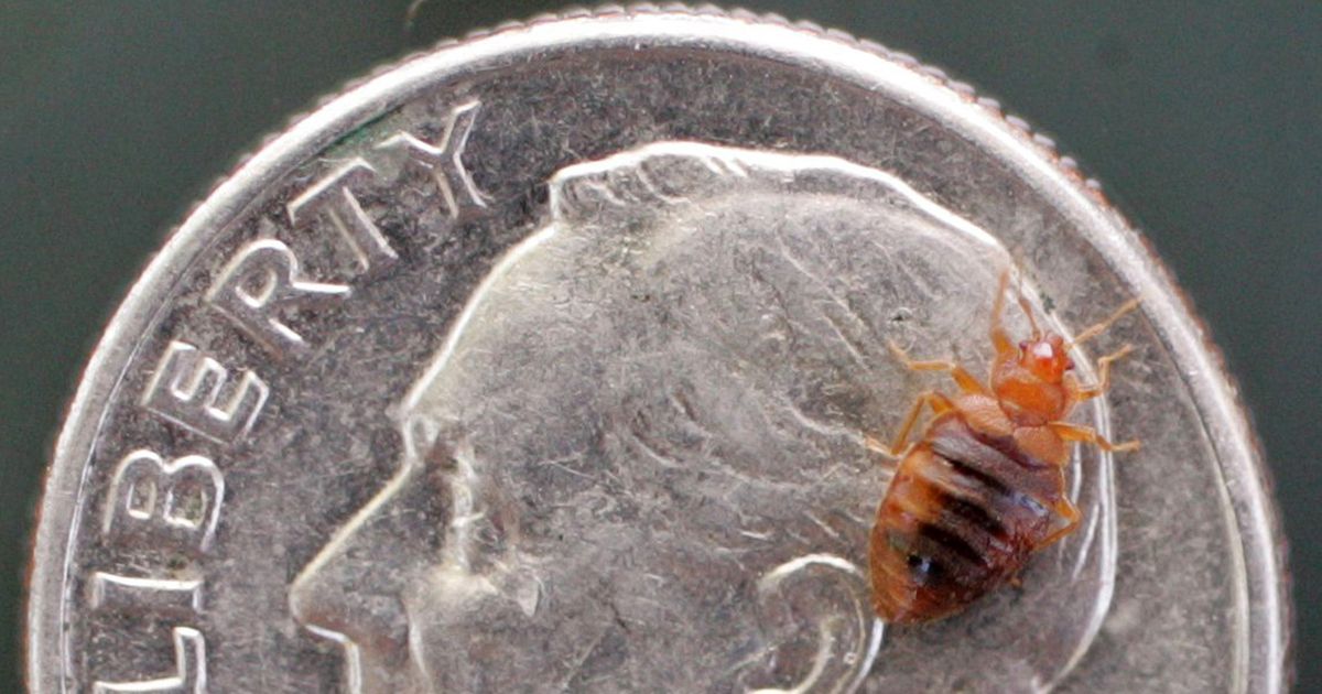 Bedbugs biting again | The Spokesman-Review