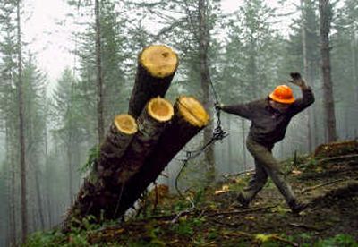 
A worker releases the choker set from a group of logs dragged uphill to a logging road in Oregon. Associated Press
 (File Associated Press / The Spokesman-Review)