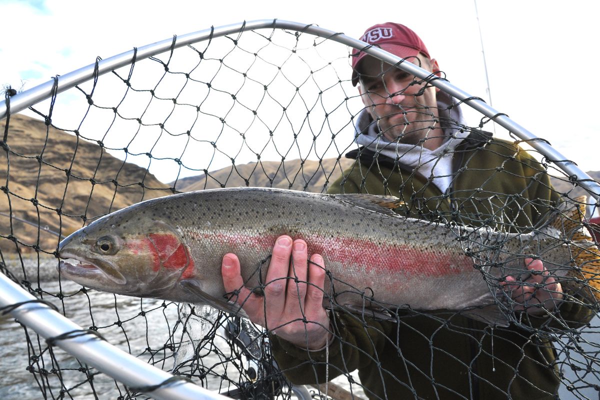 A 10-pound steelhead hooked in the Snake River near Heller Bar is brought aboard a fishing boat by Aaron Donnelly of Moscow.  (File)