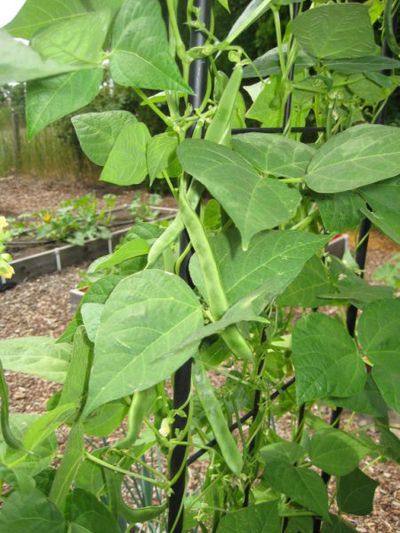 An easy crop to grow, pole beans will quickly climb a trellis and produce a bounty of tender green beans. Special to  (SUSAN MULVIHILL Special to)