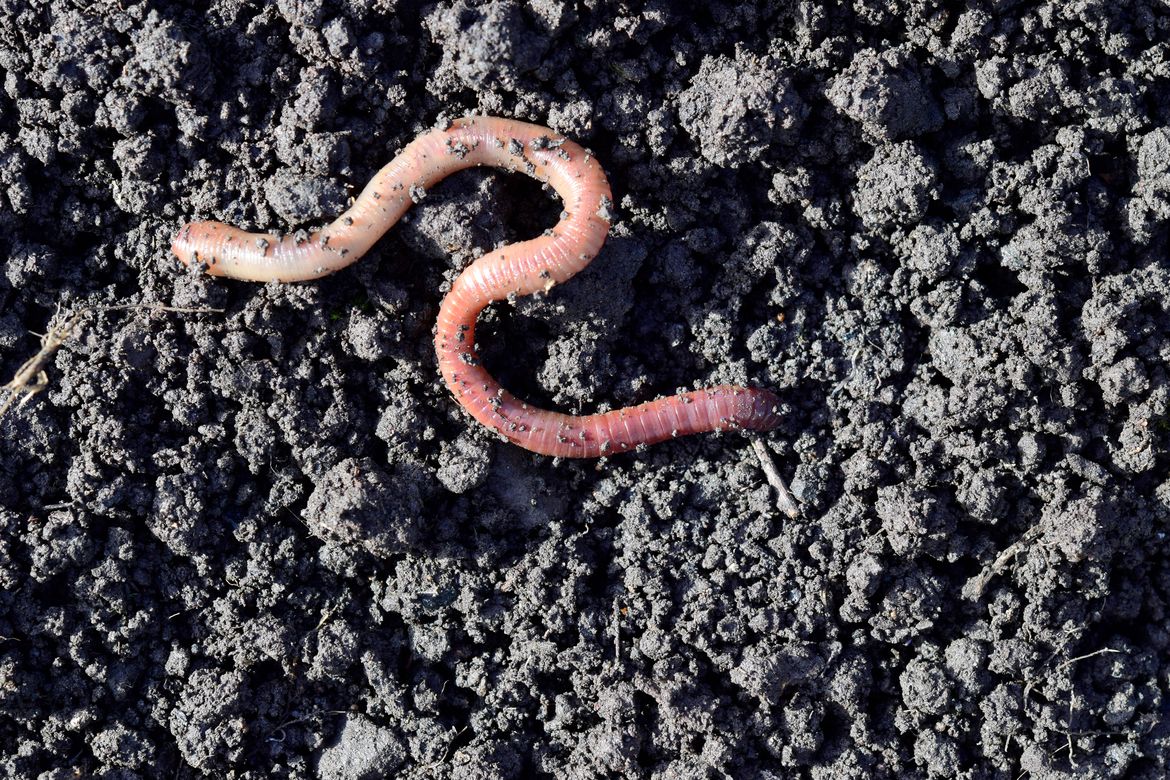 Ask Dr. Universe How do worms help protect the dirt? The SpokesmanReview