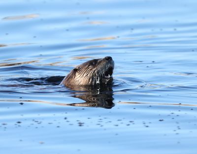 A river otter cruises at Saltese Flats near Spokane Valley on Monday in this photo by Jerry Rolwes.  (Courtesy of Jerry Rolwes)