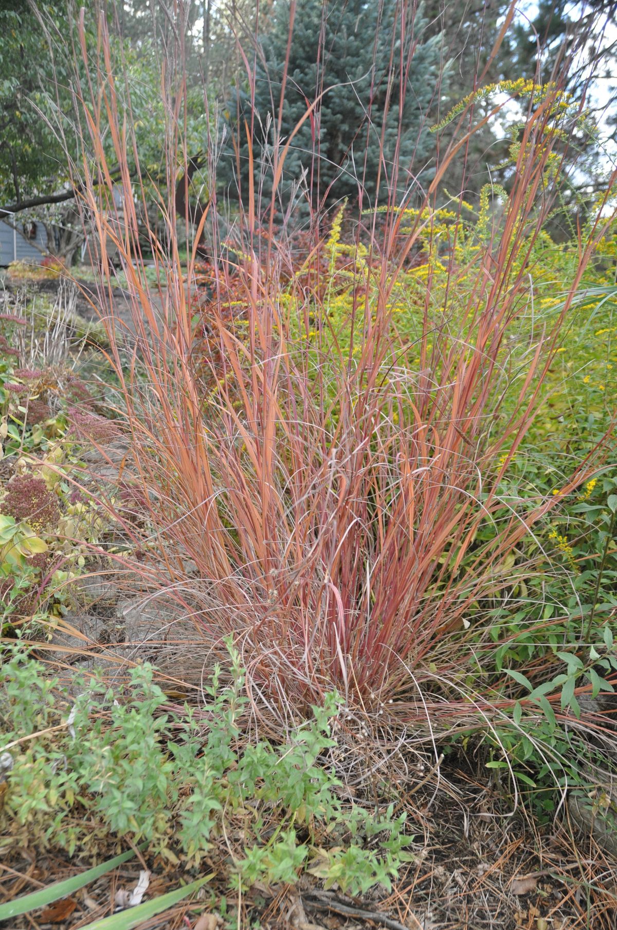 There are several cultivars of little bluestem grass, but all turn a reddish purple in the fall, forming a beautiful foil to the garden yellows and oranges.  (Pat Munts/For The Spokesman-Review)