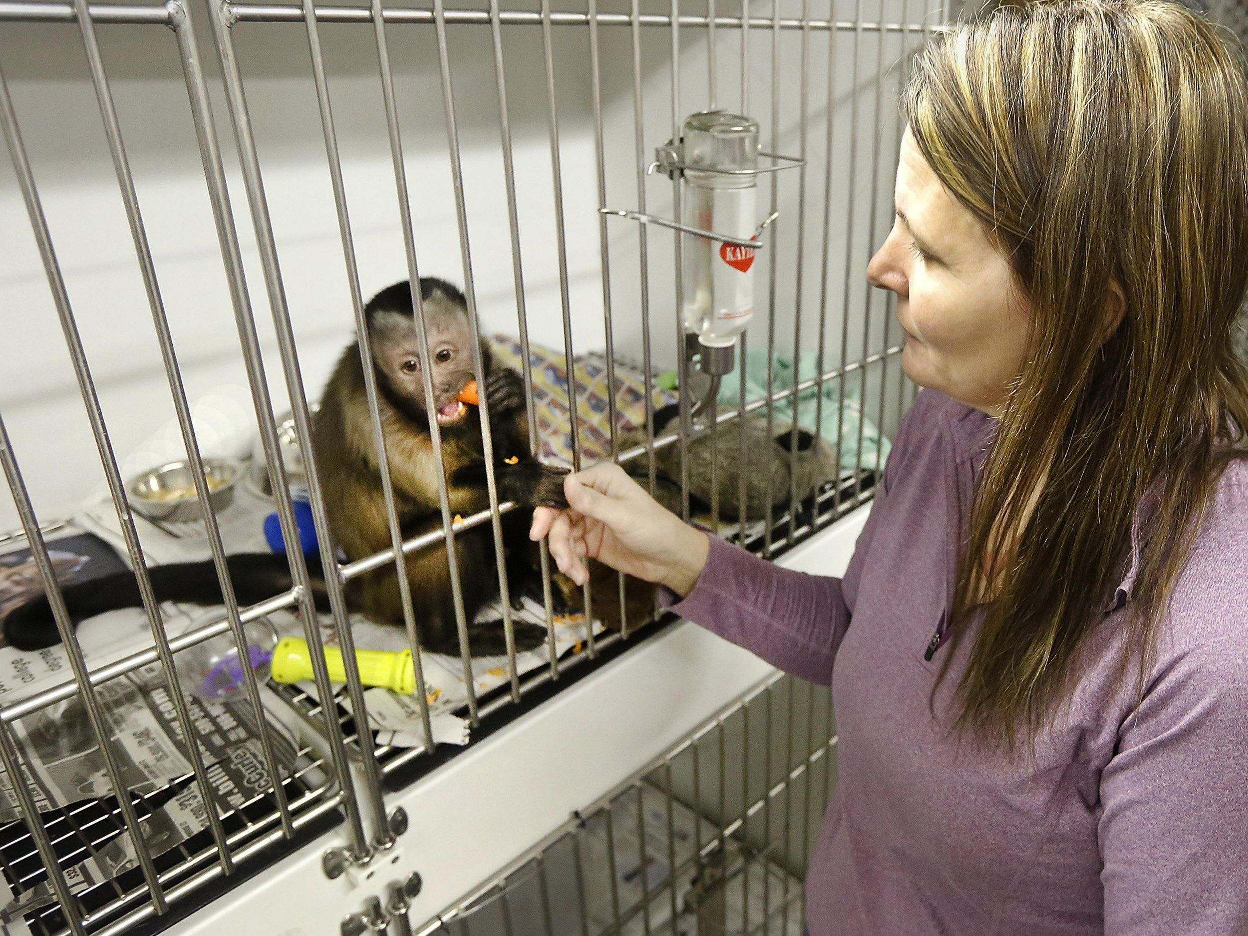 Pasco Couple Want Return Of Capuchin Monkeys The Spokesman Review