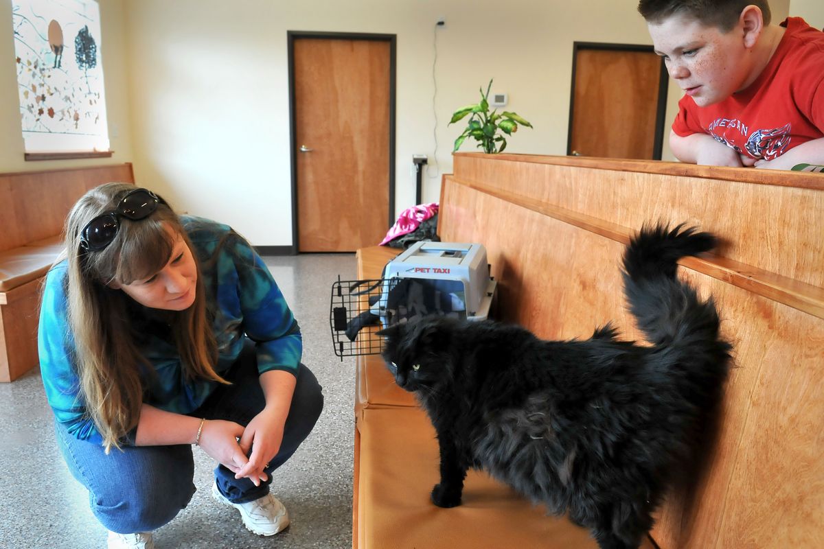 Stephanie Fulkerson looks at her cat, Rusty, as he explores the clinic at SpokAnimal, where she took the cat for a checkup Monday. Fulkerson was pregnant with her son Dylan Brady, right, when she got Rusty as a kitten 11 years ago. (Jesse Tinsley)