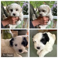 Coton de Tulear 
