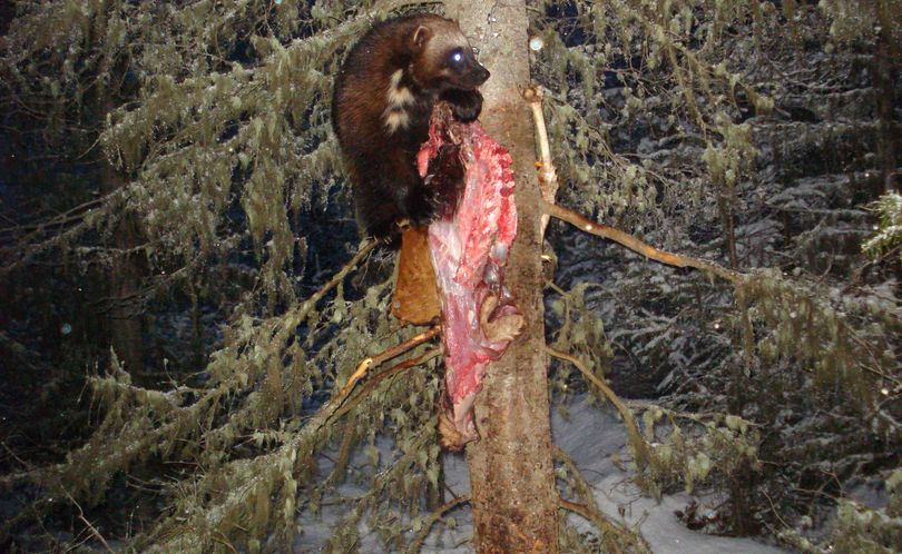 One of two wolverines photographed by Oregon Fish and Wildlife Department researchers using a motion activated camera at a baited camera station on April 13, 2011 in the Wallowa Mountains. (Oregon Department of Fish and Wildlife)