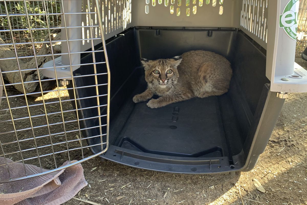 This Nov. 13, 2020 photo provided by the San Diego Humane Society shows a young bobcat at the San Diego Humane Society