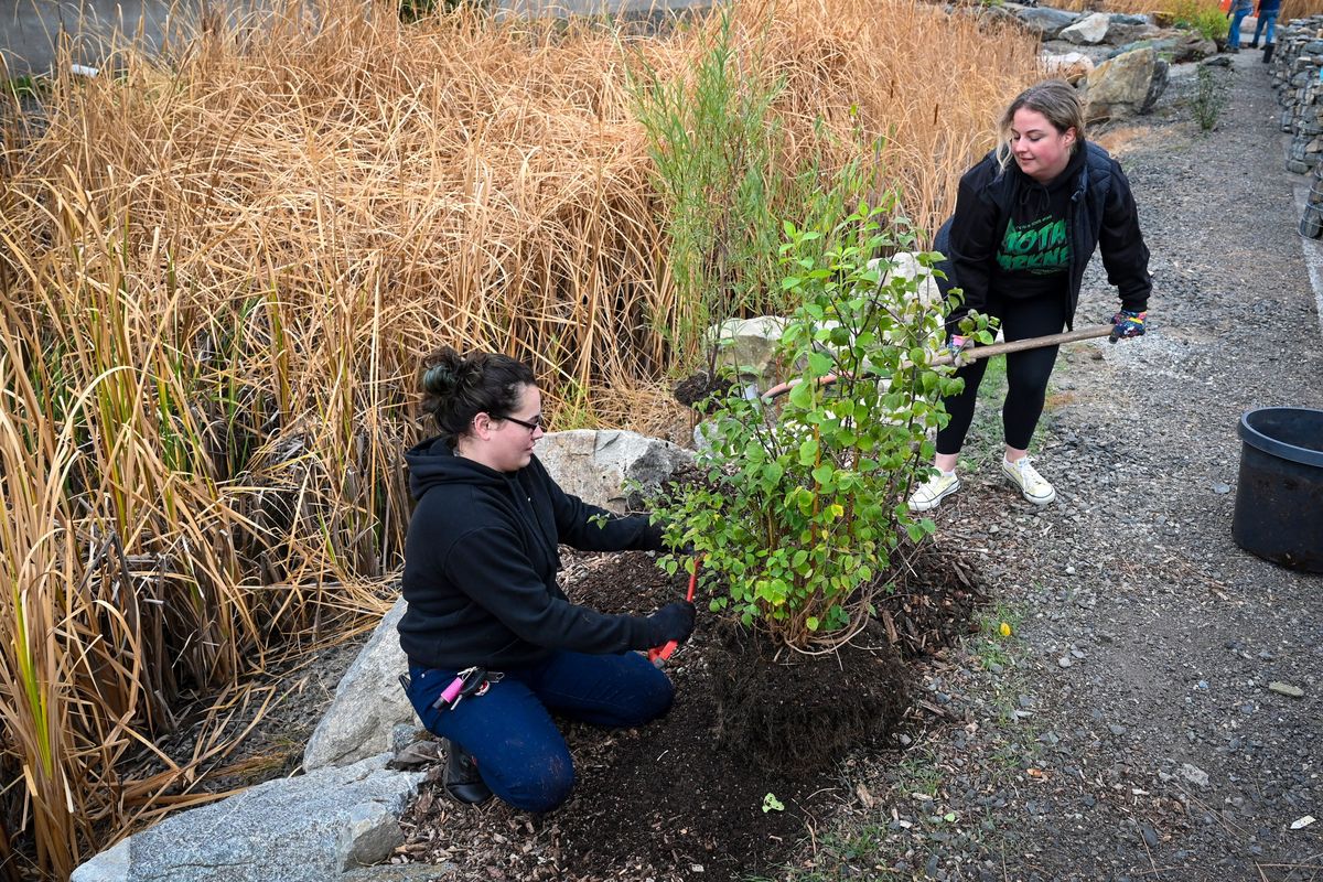 Volunteers from Spokane Community College, Jessica Ritchie, left, and Jessica Zmarlak, plant a mock orange shrub next to the retention pond at the Spokane Conservation District, Friday, Oct. 21, 2022 in Spokane.  (DAN PELLE/THE SPOKESMAN-REVIEW)