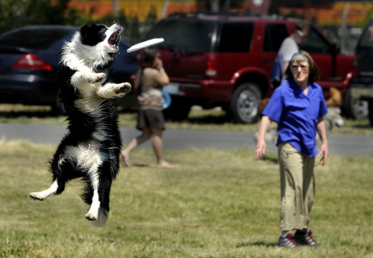 A border collie named Kip leaps for a flying disc thrown by Shirley Sturts  at PetFest on Saturday.  At the event, dogs and their owners show off their skills in several disciplines. Pet owners can also talk with vendors of pet supplies and with various animal welfare agencies.  (Jesse Tinsley / The Spokesman-Review)