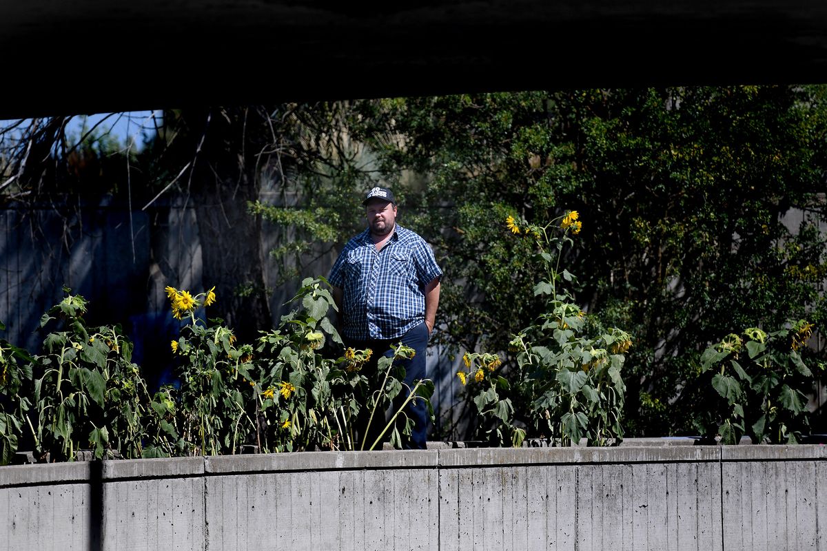 Pete Syverson aka “Guerilla Gardener” stands Monday near some sunflowers he planted in Riverfront Park in Spokane. He’s planted in a few spots in the park and might continue this project further.  (Kathy Plonka/The Spokesman-Review)