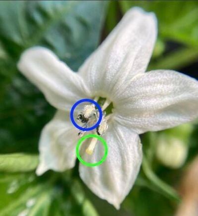 Pollinators move pollen from the anthers (blue circle) to the stigma (green circle). Sometimes that happens within the same flower. Sometimes they move pollen between different flowers.  (Washington State University)
