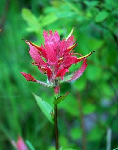 An Indian paint brush in bloom. (Mike Photo / The Spokesman-Review)