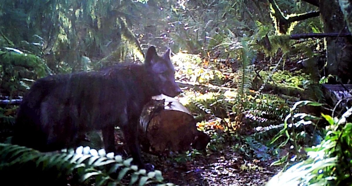 The male member of the new Diobsud Creek pack in Skagit County. (Washington Department of Fish and Wildlife / Courtesy)