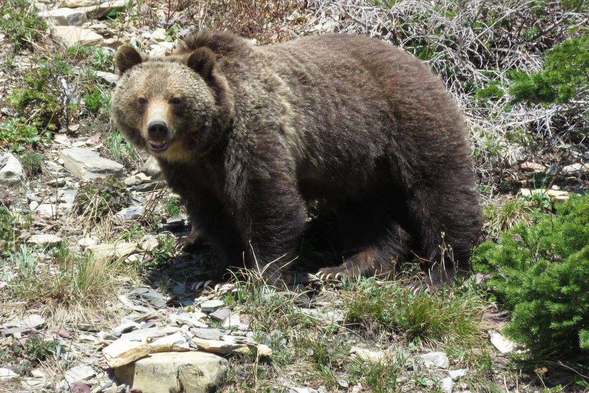 A grizzly bear along the Going to the Sun Road in Glacier Park on the first weekend in June 2016. (Jim Mellen)