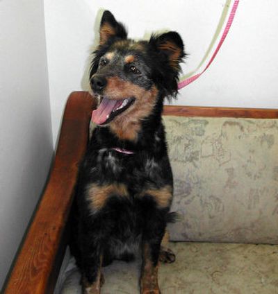 
Holly is a one-year-old Australian Shepherd/German Shepherd mix available for adoption at SCRAPS in Spokane Valley, Washington January 10, 2006. Sara Leaming/
 (Sara Leaming / The Spokesman-Review)