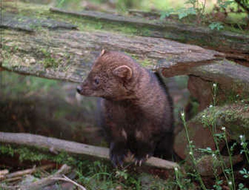 
The fisher, a member of the weasel family, is being re-introduced to Washington.
 (The Spokesman-Review)