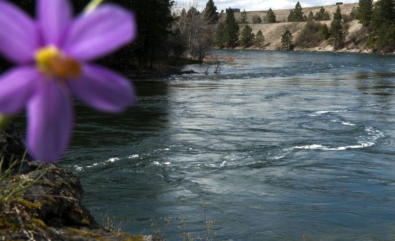 This grass widow is in bloom above the Spokane River just downstream from Avista’s Post Falls power plant on Sunday. A U.S. Geological Survey stream gauge station has been recording data about the river since October 1912. (Kathy Plonka)